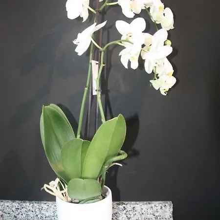 Penthouse Seaside 莫莱拉